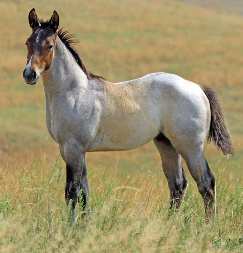 033 - Flit Sandoc colt